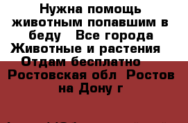 Нужна помощь животным попавшим в беду - Все города Животные и растения » Отдам бесплатно   . Ростовская обл.,Ростов-на-Дону г.